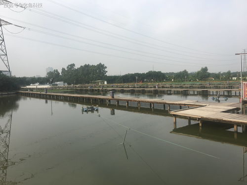優(yōu)魚科技 科技助力水產養(yǎng)殖，引領傳統(tǒng)養(yǎng)殖模式轉型升級
