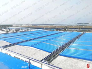 對蝦大王國聯(lián)水產財務疑團 風云獨立審計下的水產養(yǎng)殖業(yè)警示